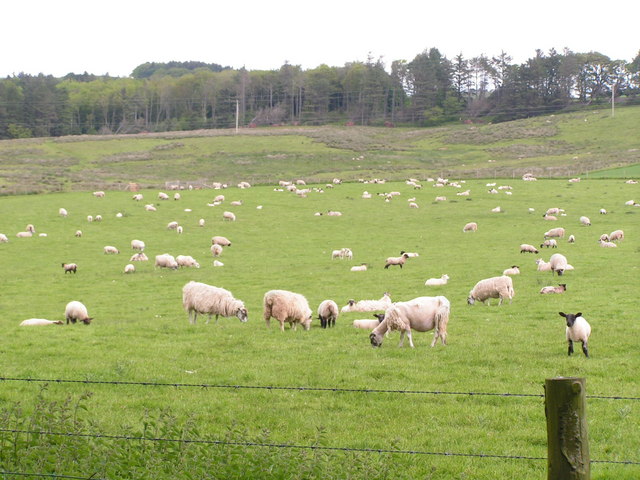 Schapen op weide