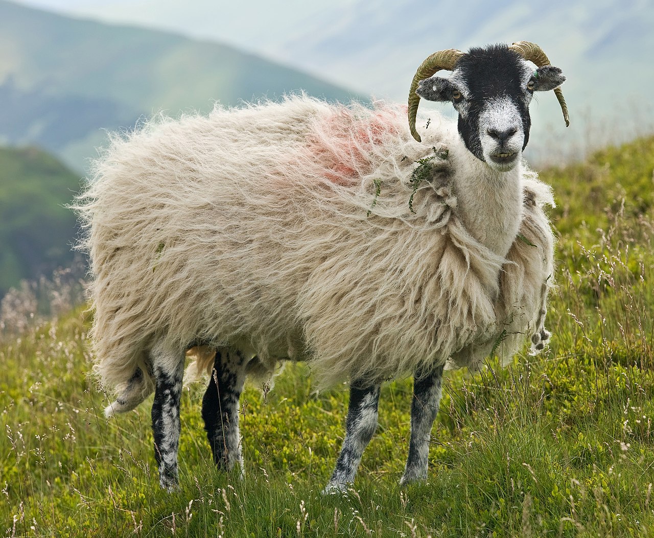 Schaap in portret
