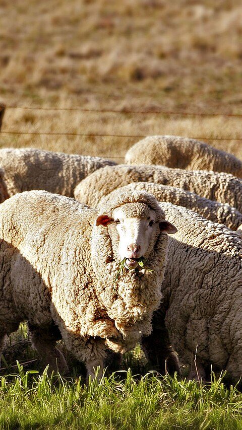 Schapen op het land